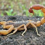 Scorpions