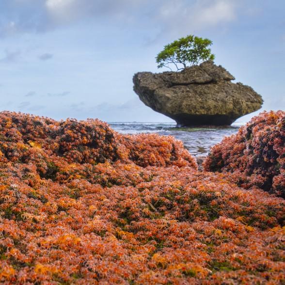 Christmas Island