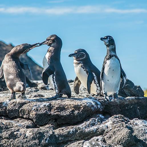 Galapogos Islands