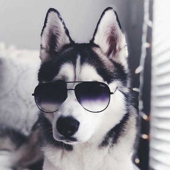 27 Huskey