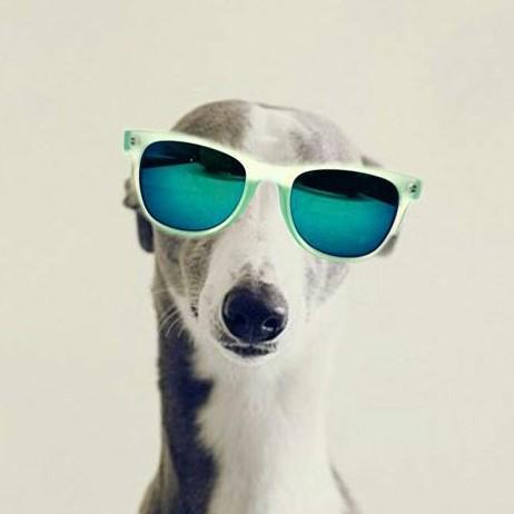 4 Galgo