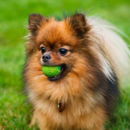 2 Pomerian