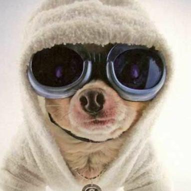 1 Chihuahua