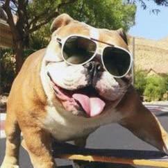 16 Bulldog