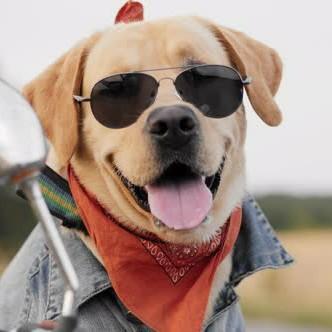 18 Labrador