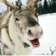 28 Dasher