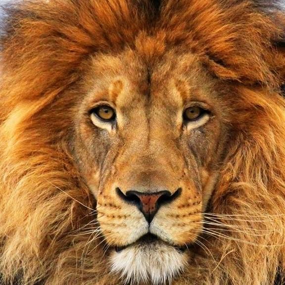 2 León