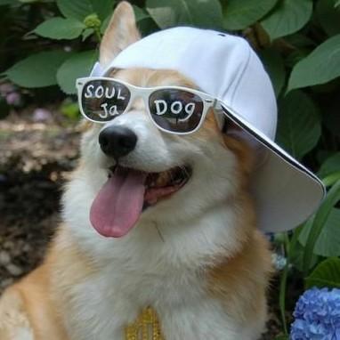 19 Corgi