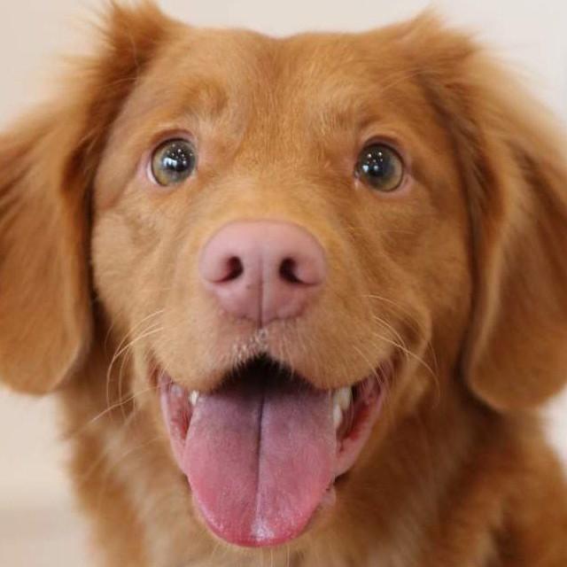 12 Doggy