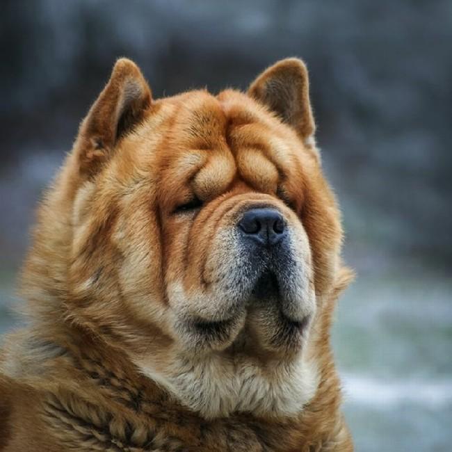 23 Chow Chow