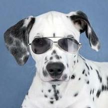 15 Dalmatian