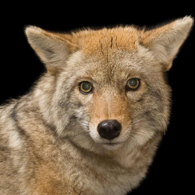 22 Coyote