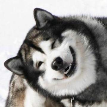 65 Malamute