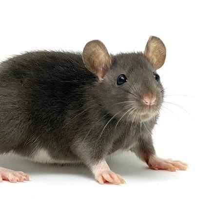 26 Ratonsio