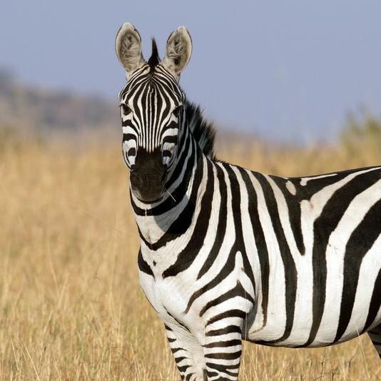 18 Zebra