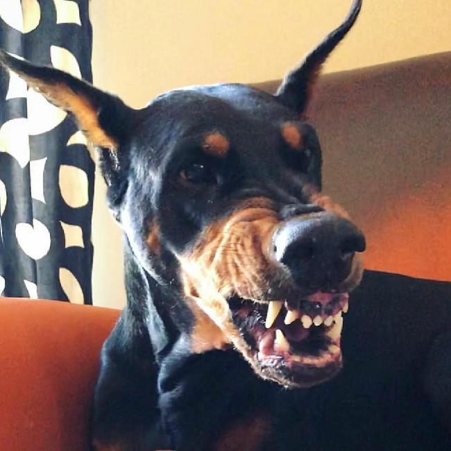 13 Doberman