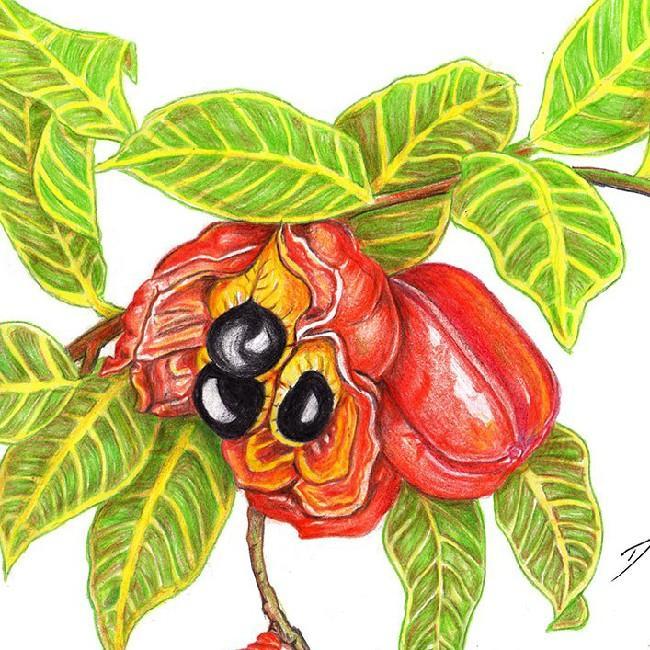 50 Ackee