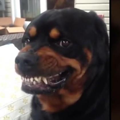 17 Rottweiler