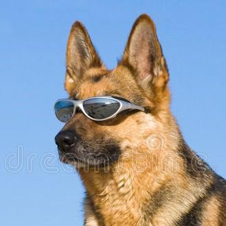 10 German Shepherd