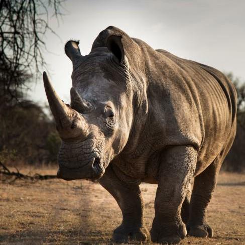 5 Rhino