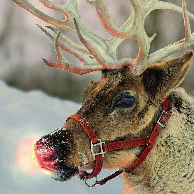33 Rudolph
