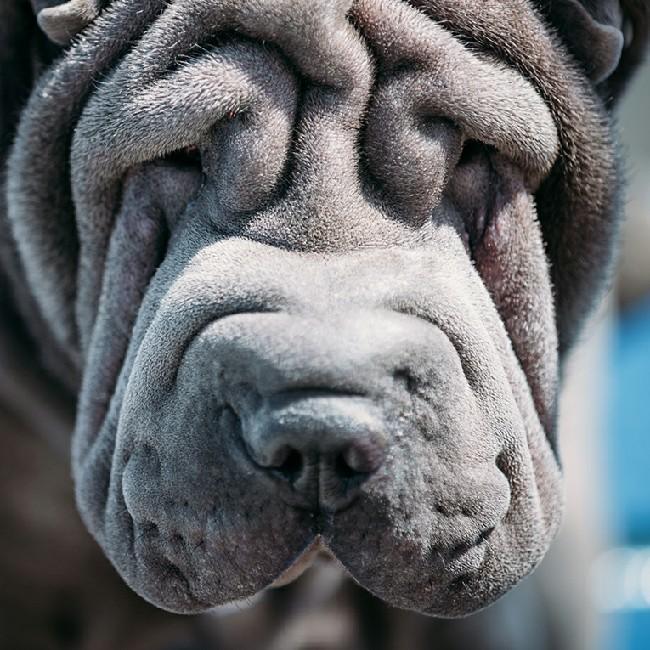 11 Sharpei