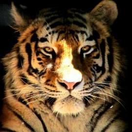 6 Tigre