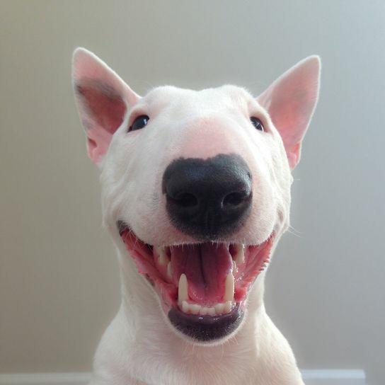 26 Bull Terrier