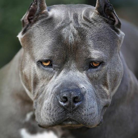 21 Pittbull