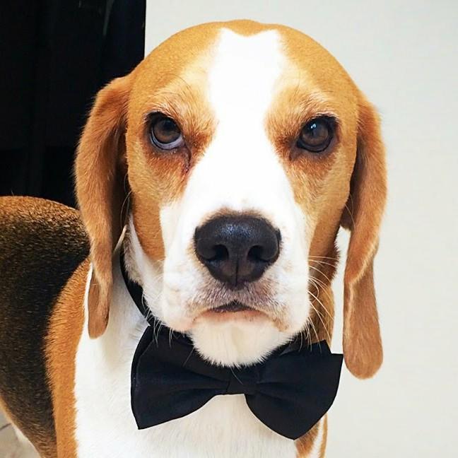 3 Beagle