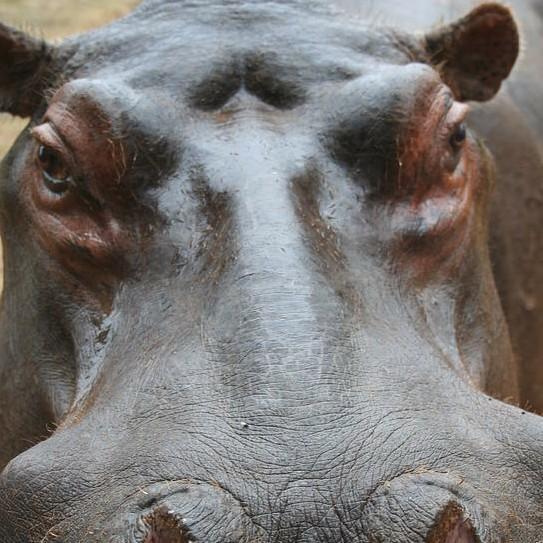 81 Hippo