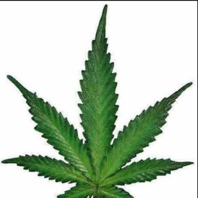 THE CANNABIZ