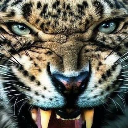 Tigers