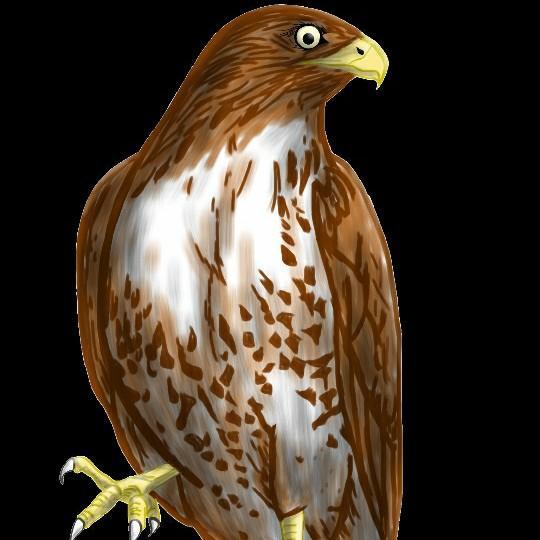 Phoenix Hawks