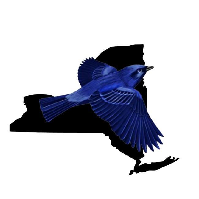 New York BlueBirds
