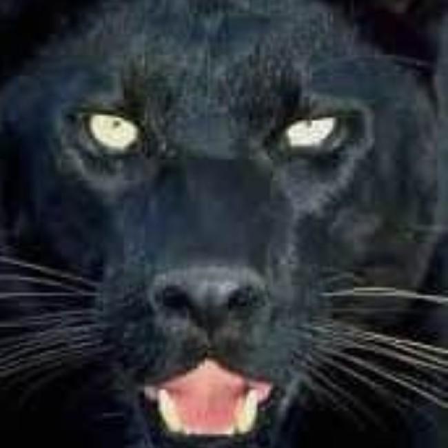 Tiger black