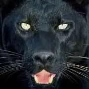 tiger black