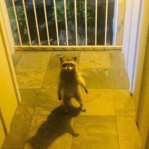 Raccoon Lord