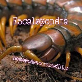 Escalopendra Homopedonecrozoofílica