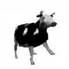 Dancing Polish Cow