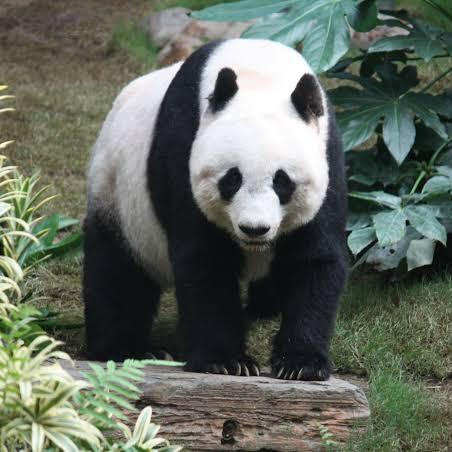 Luh panda