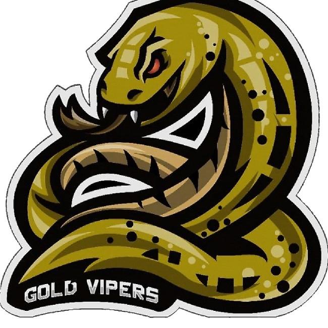 Gold Vipers
