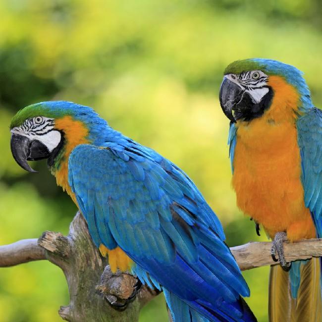 The Parrots