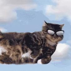 Flaying Cats