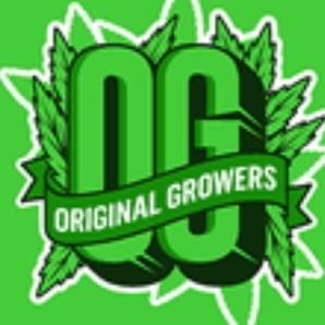 TEAM ORIGINAL