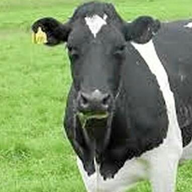 POR) LA VACA MORENA