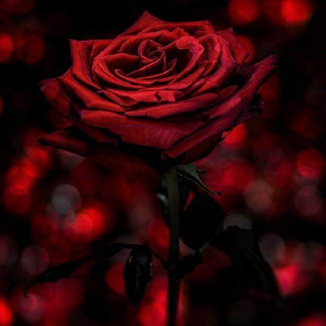 ⚘ɌømȺnŧɨꝁ⚘