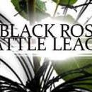 Black Rose
