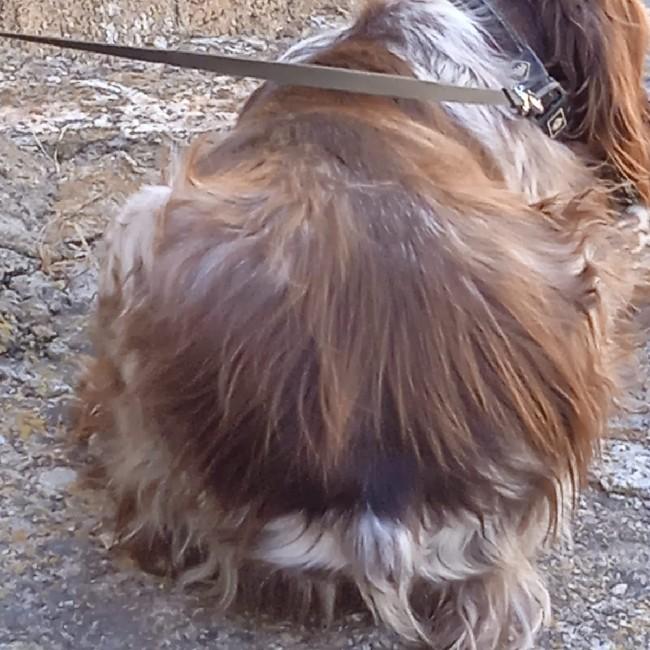 Mi perro
