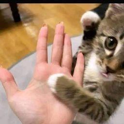 Spanyol/Salman Alfarisi